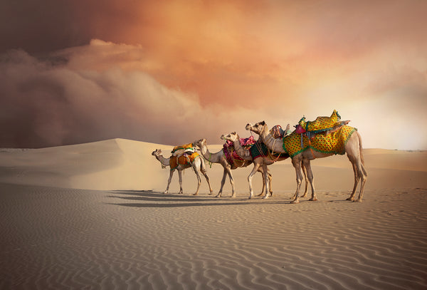 Tapestry_Camel Thar Desert - Azra's Voyage