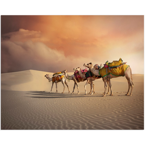 Canvas Minis _ Thar Desert Safari Camels India - Azra's Voyage