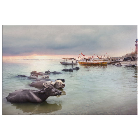 Canvas Art Print _ Water Buffaloes Varanasi ( PRINTED IN AND SHIPPED TO INDIA ) - Azra's Voyage